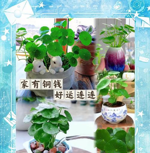 打造茂盛的铜钱树天堂（从栽培到修剪，让您的铜钱树茂盛成长）