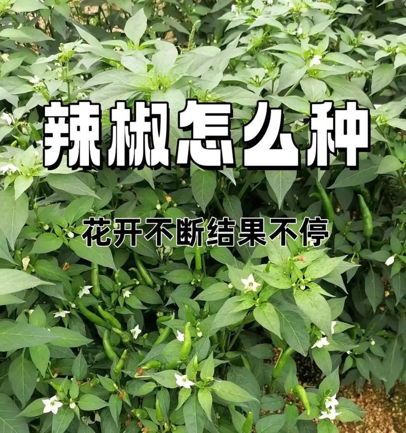 辣椒是一年生还是多年生？——植物生命周期的研究（揭开辣椒生命周期的神秘面纱）