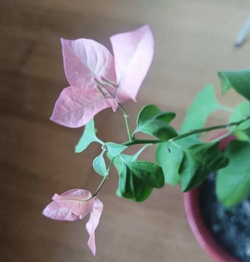 三角梅养殖技巧大全（选择合适的花盆，让三角梅茁壮成长）