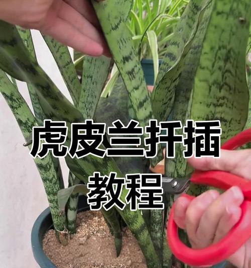 虎皮兰分盆技巧（最佳时机、成活要点、注意事项）