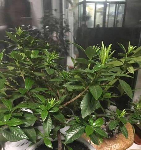 栀子花整体干了怎么办？（干燥的栀子花的处理方法及保存技巧）