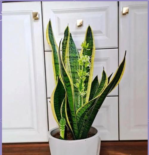 虎皮兰的阳光照顾（阳光是它的必需品）