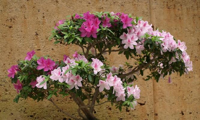 秋冬季如何养护杜鹃花（杜鹃花养护的关键技巧与注意事项）