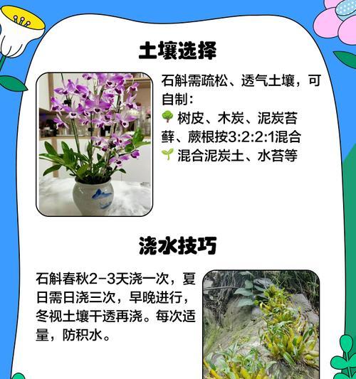 黄贝壳石斛的养殖技巧与注意事项（打造健康美丽的黄贝壳石斛花园）
