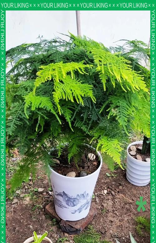 文竹顶部叶子发黄的原因及解决方法（为你的文竹恢复健康，解决顶部叶子发黄问题）