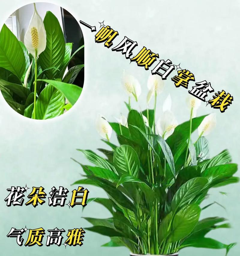 白掌和红掌水培养殖技巧大揭秘（从选苗到养护，教你成为水培大师）