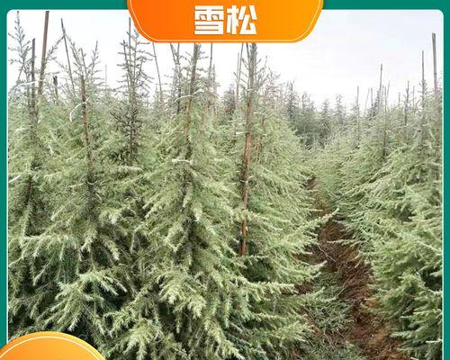 探秘松树的种类与特点（分辨松树的方法与习性）