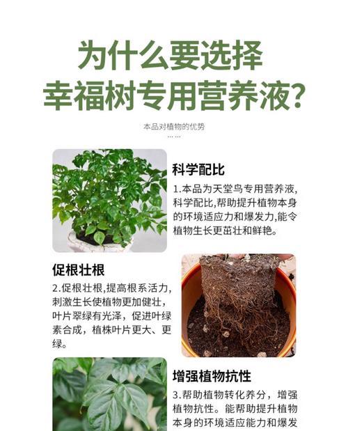 幸福树室内叶子蔫了，怎么办？（室内幸福树叶子萎蔫的原因及解决方法）