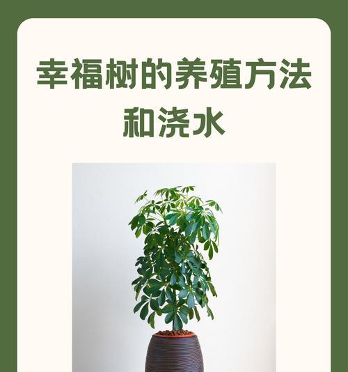 幸福树的养护秘籍（掌握关键养护技巧，让幸福树健康茁壮生长）
