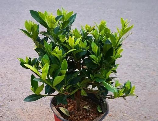 栀子花叶脉发黄的原因及处理方法（解决栀子花叶脉发黄的有效措施）