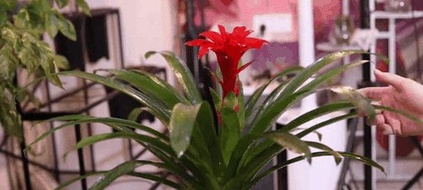 鸿运当头花如何养护家庭（家庭养法、）