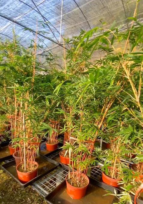观音竹的养殖方法和注意事项（打造绿意盎然的家居角落，）