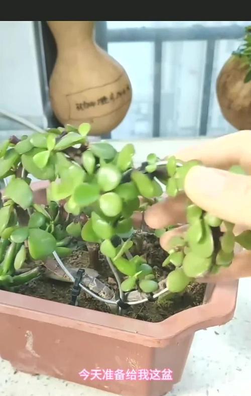 金枝玉叶多肉的养殖方法和注意事项：打造美丽多肉花园