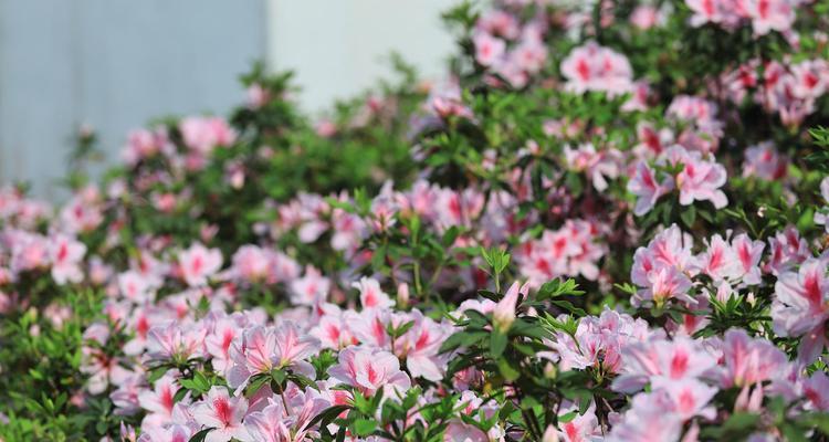 以马樱杜鹃种植指南（打造绚丽花海，让庭院焕发生机）