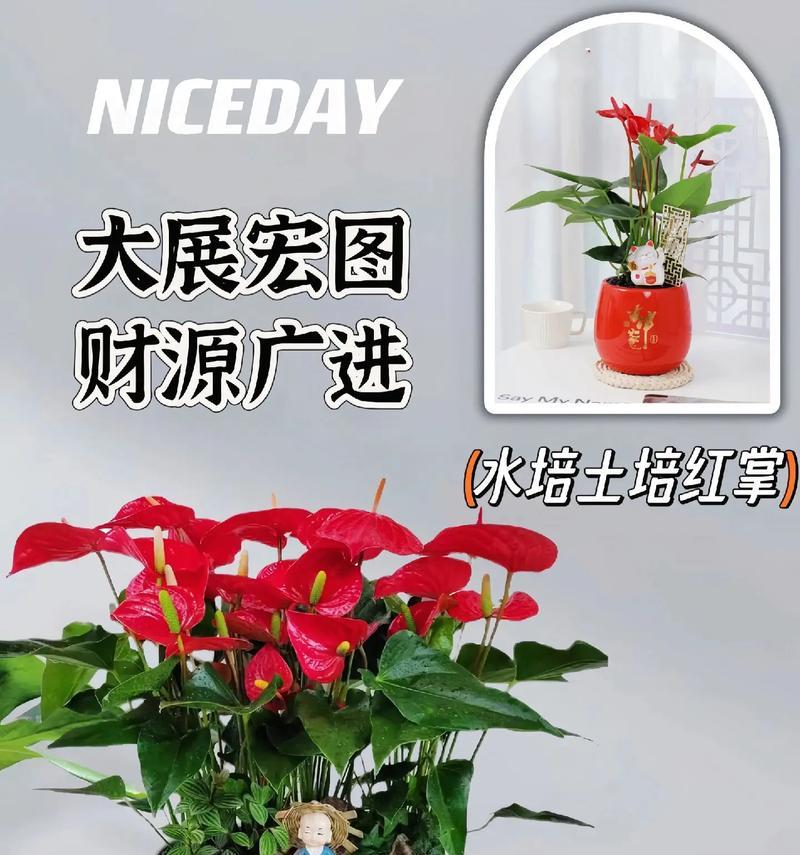 红掌植物的养殖技巧（打造盛开如火的红掌花园）