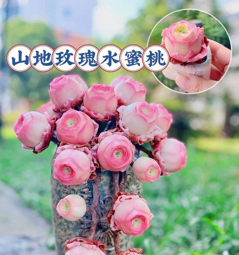 多肉山地玫瑰的完美养护（打造健康多肉植物，这些技巧你不能错过）