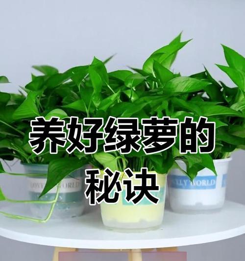 如何让绿萝茂盛生长？（绿萝养护全攻略，轻松打造多肉质感）