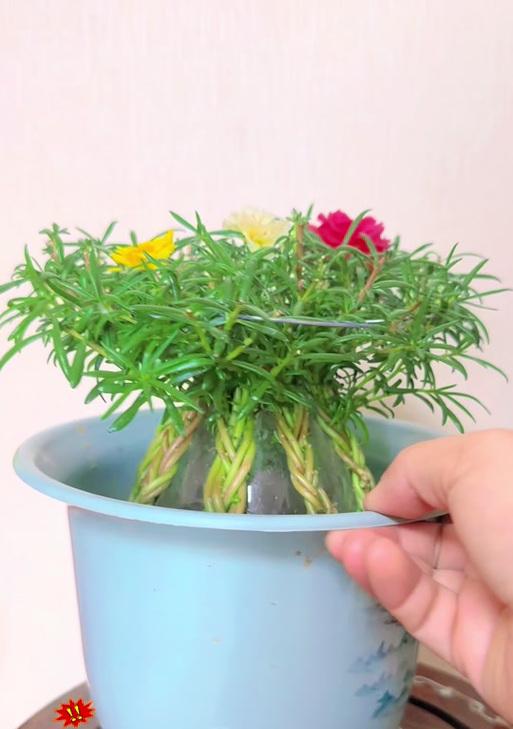 凤梨养殖技巧大揭秘（打造丰收的凤梨种植园，关键在于这一步！）