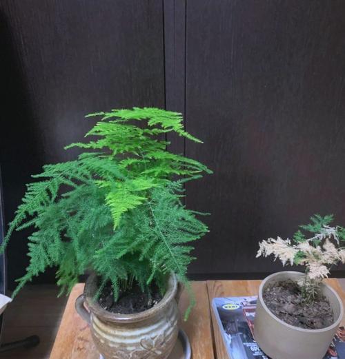 唐山云竹修剪指南（打造优美云竹景观的秘诀与技巧）