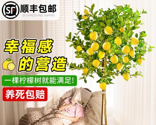 盆栽小柠檬树的养殖方法（打造居家绿化的好选择）
