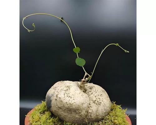 植物山乌龟的养殖指南（了解山乌龟的习性与要点，打造适宜生活环境）