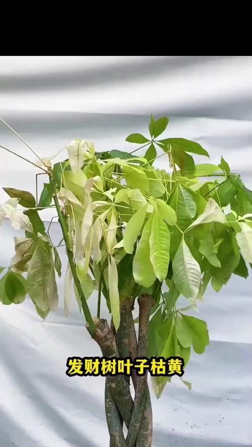 秋季发财树叶子发黄了怎么办？（如何调理发财树叶子的黄叶问题）
