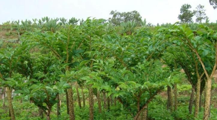 探秘神奇植物——魔豆（魔豆是什么？它有哪些特点和用途？）