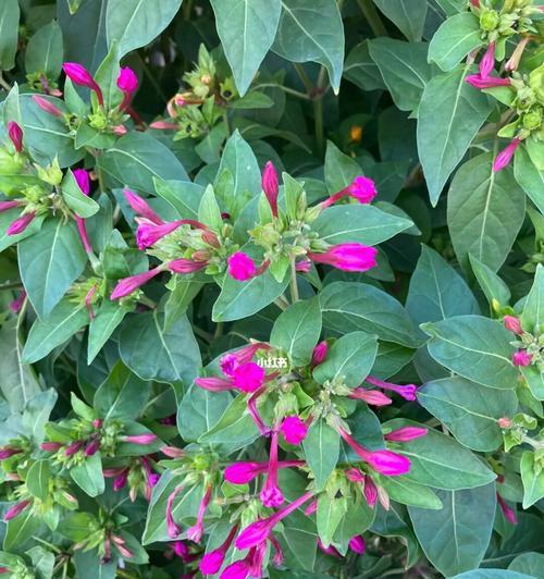 紫茉莉养殖技巧（紫茉莉种植与养护，让花园盛放绚丽紫色）