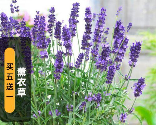如何养护薰衣草盆栽——打造芳香的家园（简单易行的薰衣草养护技巧）