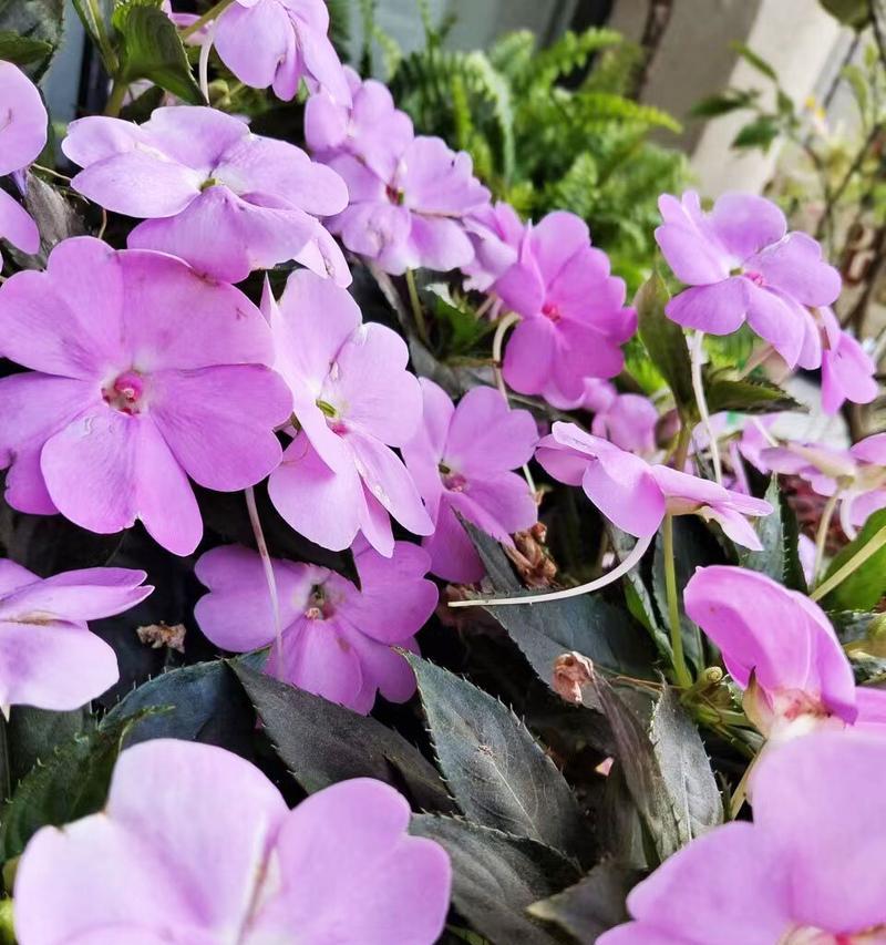 盆栽凤仙花的浇水技巧（掌握适当的浇水频率和方法，让凤仙花健康茁壮成长）