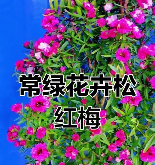 耐高温的花卉品种及适宜环境（适合在高温环境下栽培的植物种类及关键因素）