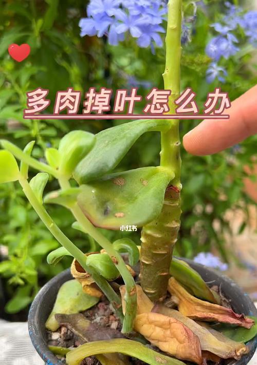 多肉植物新长出的叶子掉落了怎么办？（保护新长出的多肉植物叶子，让其茁壮成长）