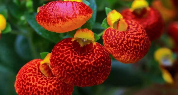 元宝花养殖的方法及技巧（以元宝花为主题的养殖方法与关键要点）