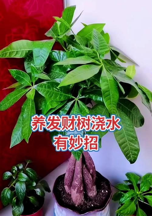 发财树种植方法详解（打造幸运之树，提升财富气场）