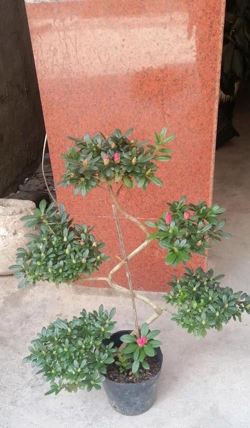 西洋杜鹃花种植指南（了解西洋杜鹃花的品种和种植要点，打造美丽的花园）
